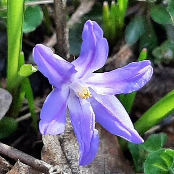 Scilla luciliae Flower