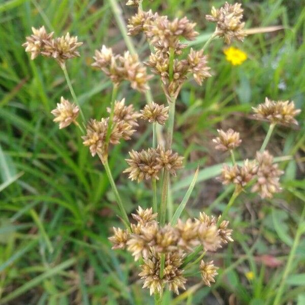 Cladium mariscus Žiedas