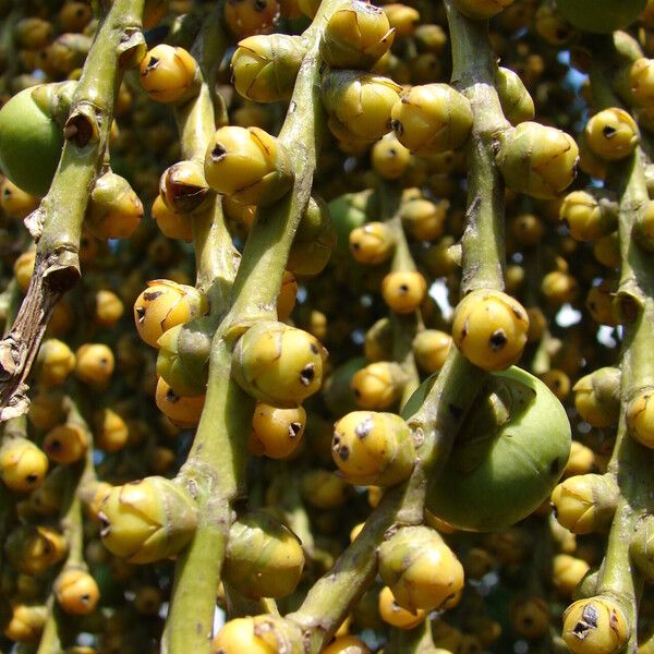 Caryota urens Fruit