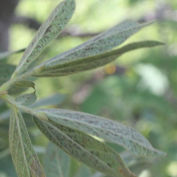 Mimosa albida Folha