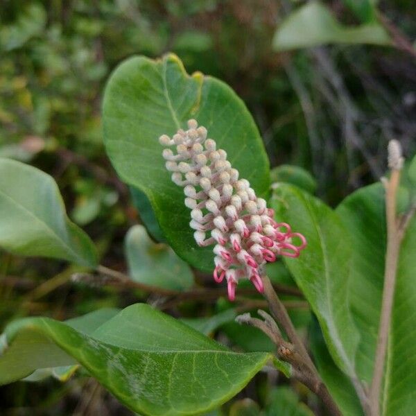 Grevillea macleayana 花