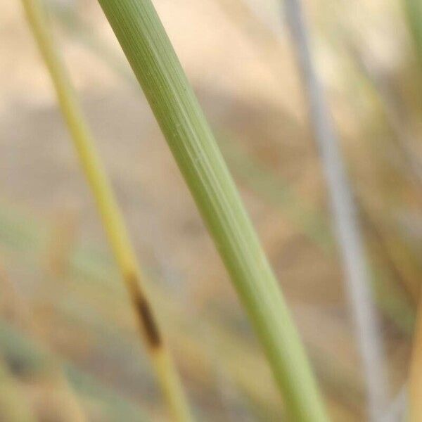 Cyperus conglomeratus Casca