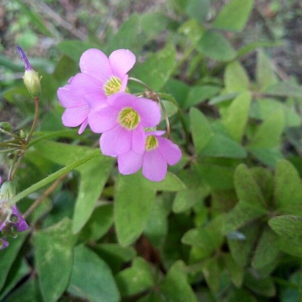 Oxalis latifolia Cvet