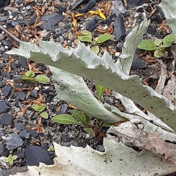 Onopordum acanthium Hoja