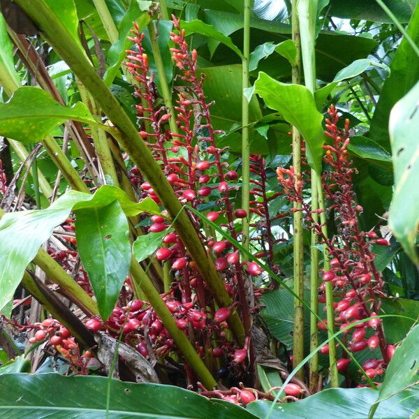 Renealmia alpinia Flor