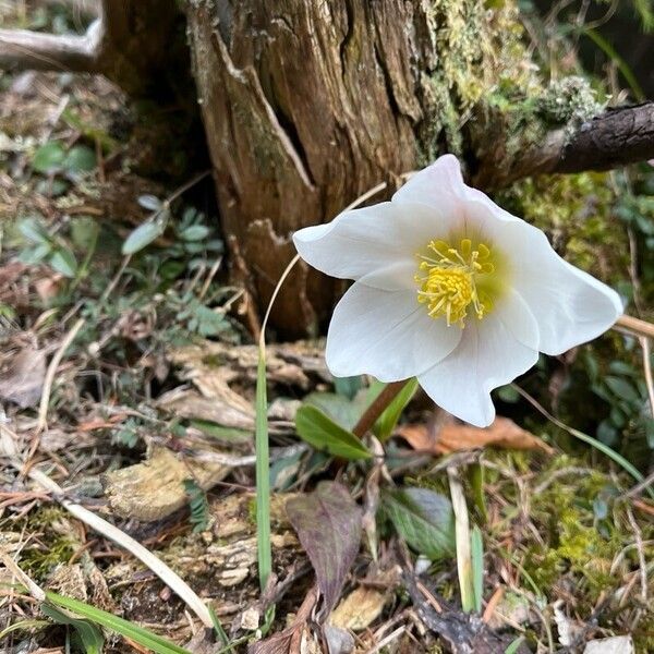 Helleborus niger Blomst