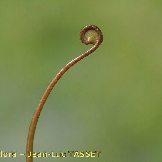 Marsilea quadrifolia Diğer