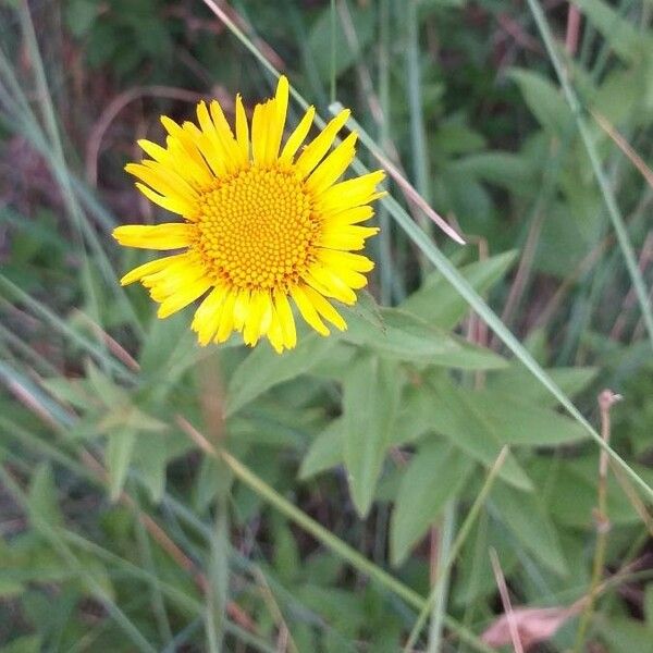 Pulicaria dysenterica Flower