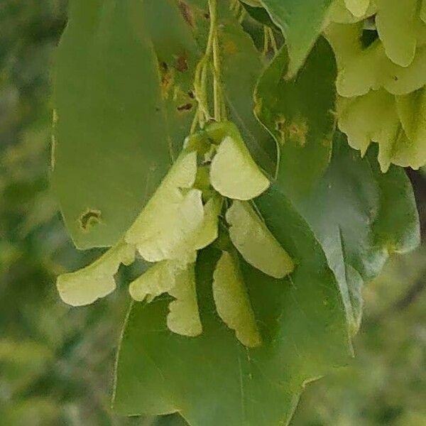 Acer buergerianum Flower