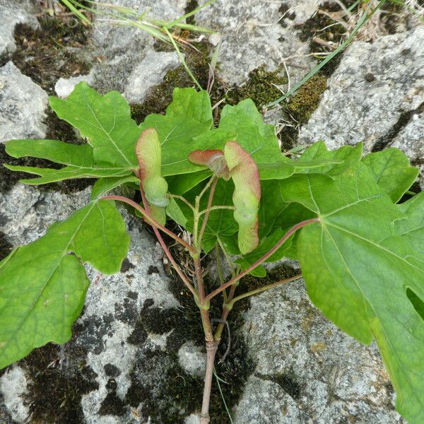 Acer campestre Fruit