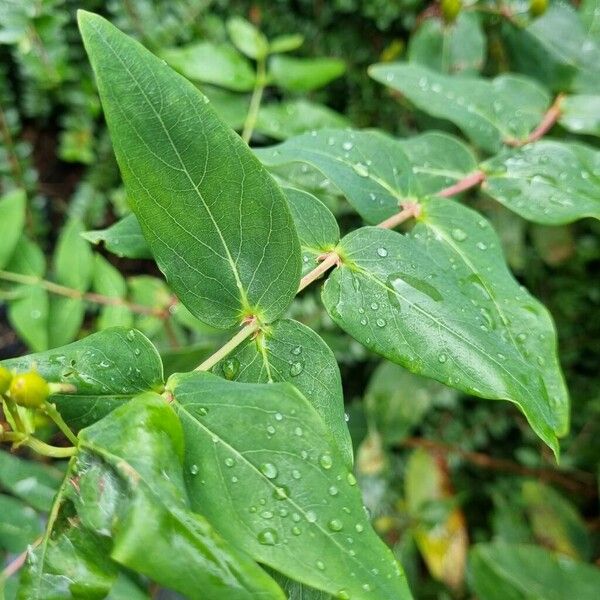 Hypericum hircinum Лист