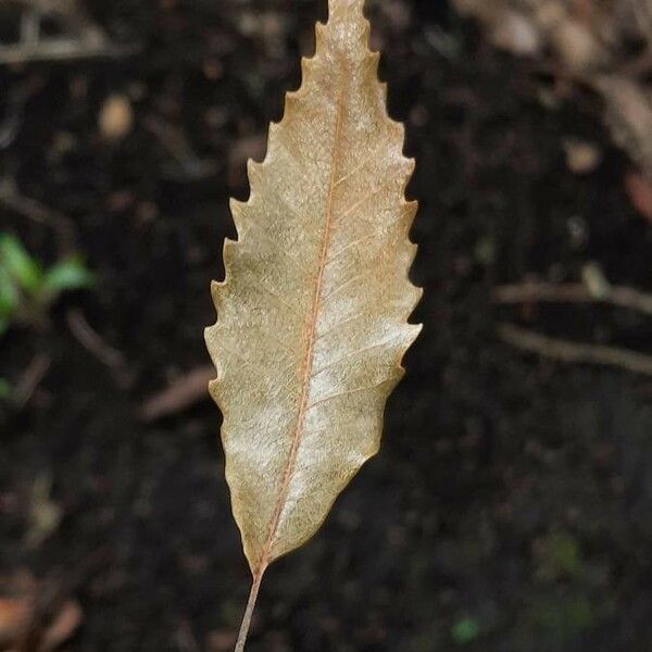 Quercus lancifolia Лист