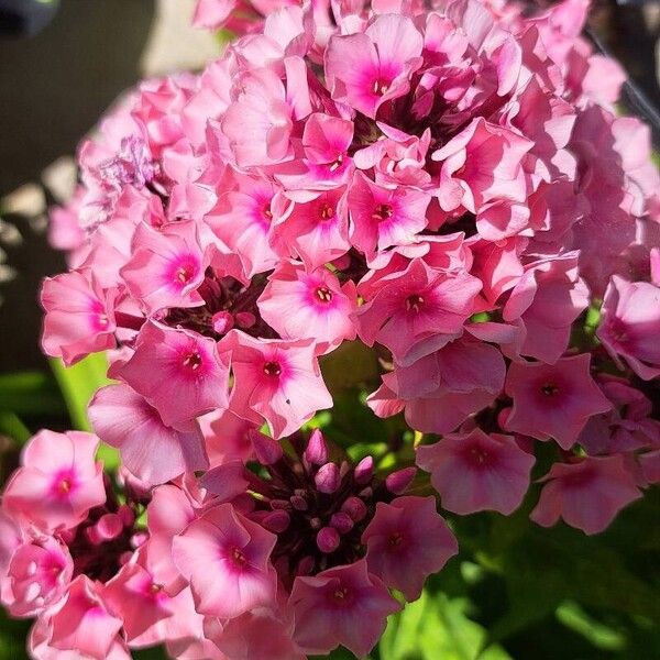 Phlox paniculata Цвят