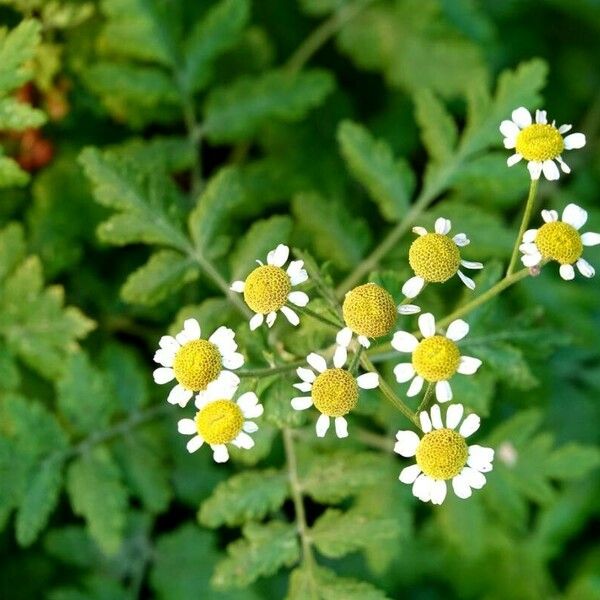 Tanacetum parthenium Folla