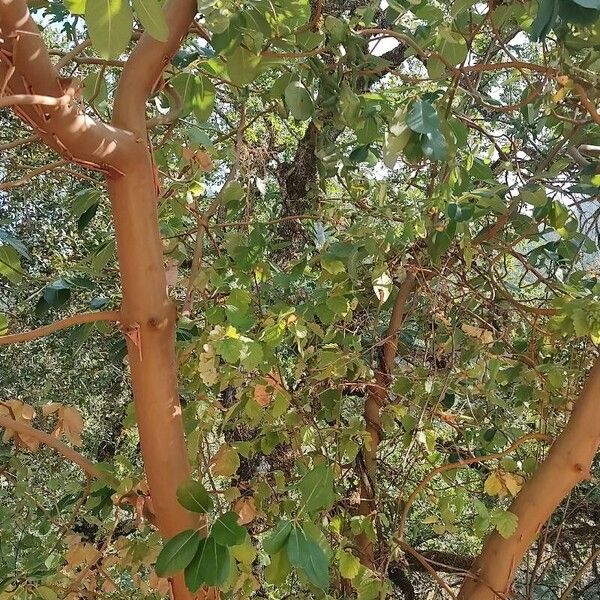 Arbutus menziesii عادت