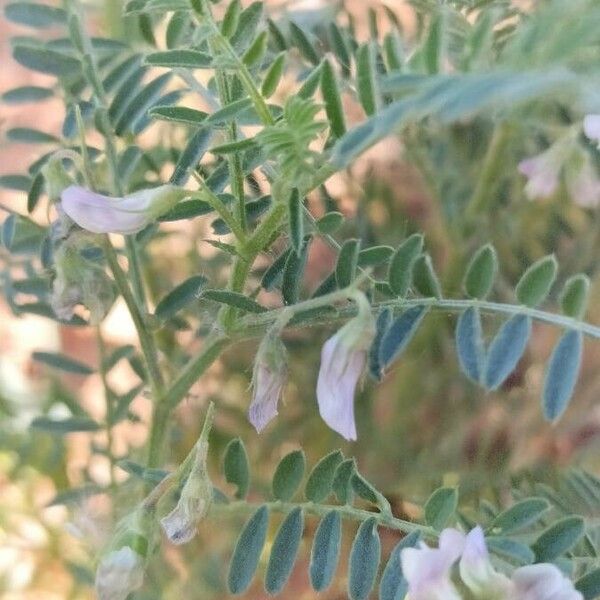 Vicia ervilia Bloem