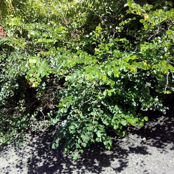 Bauhinia galpinii Habit