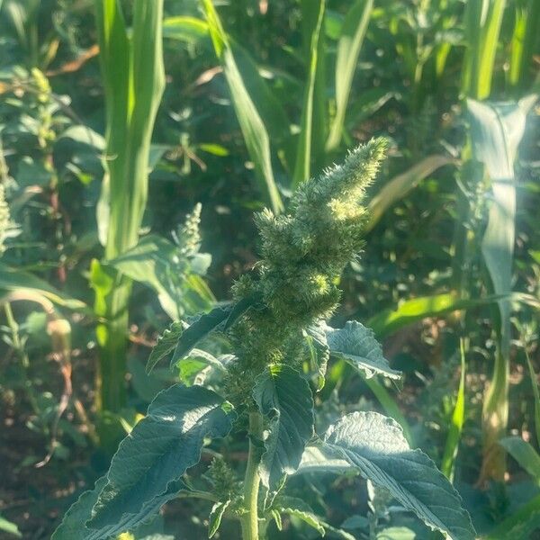 Amaranthus retroflexus Flor