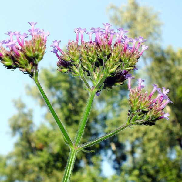 Verbena bonariensis Cvet