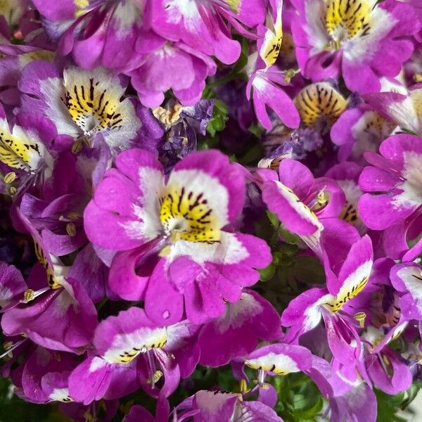 Schizanthus pinnatus Flower