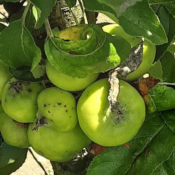 Malus domestica Fruit