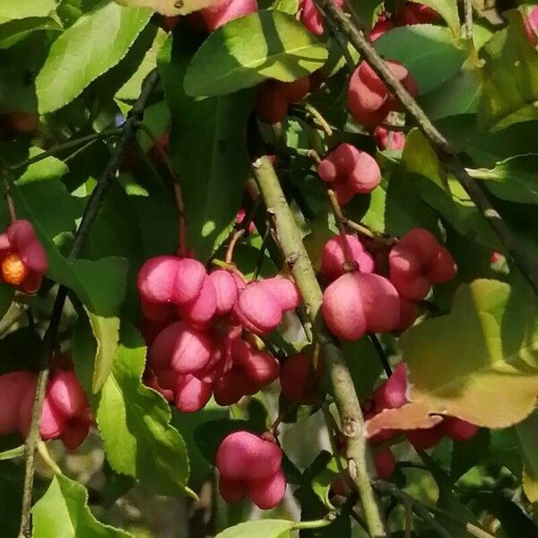 Euonymus europaeus फल