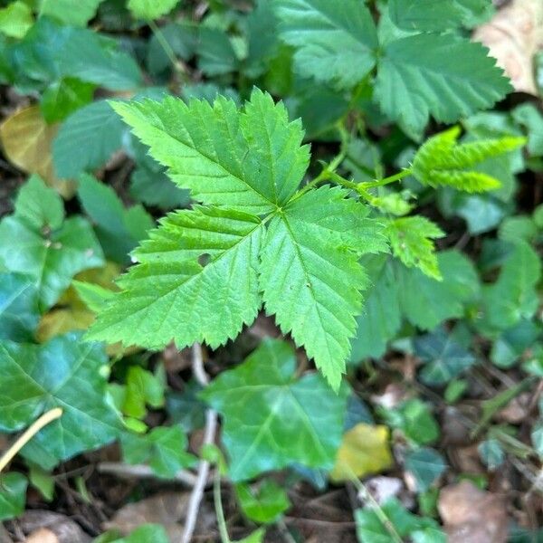 Rubus pubescens Hoja