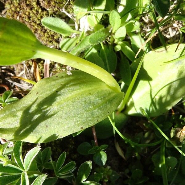 Dactylorhiza viridis Leaf