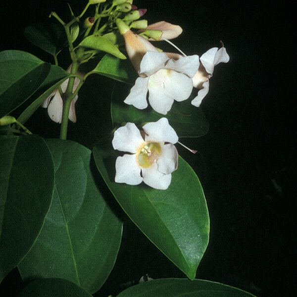 Lundia erionema Flower