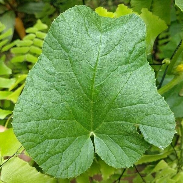 Cucumis sativus Folha