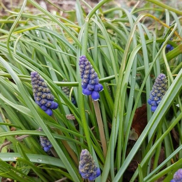 Muscari neglectum പുഷ്പം