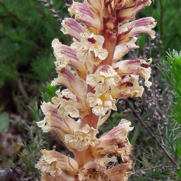 Orobanche artemisiae-campestris Кветка