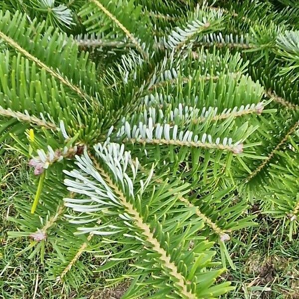 Abies nordmanniana برگ