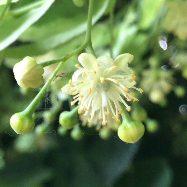 Tilia cordata Flower