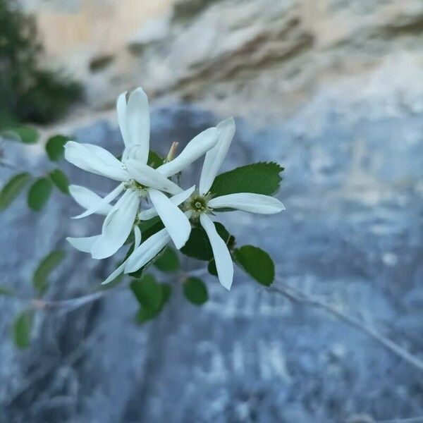 Amelanchier ovalis Blomma