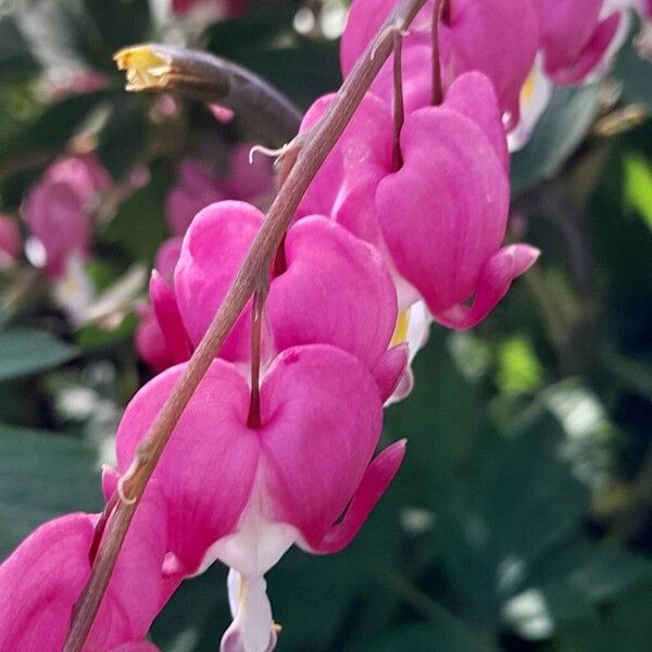 Lamprocapnos spectabilis Цвят