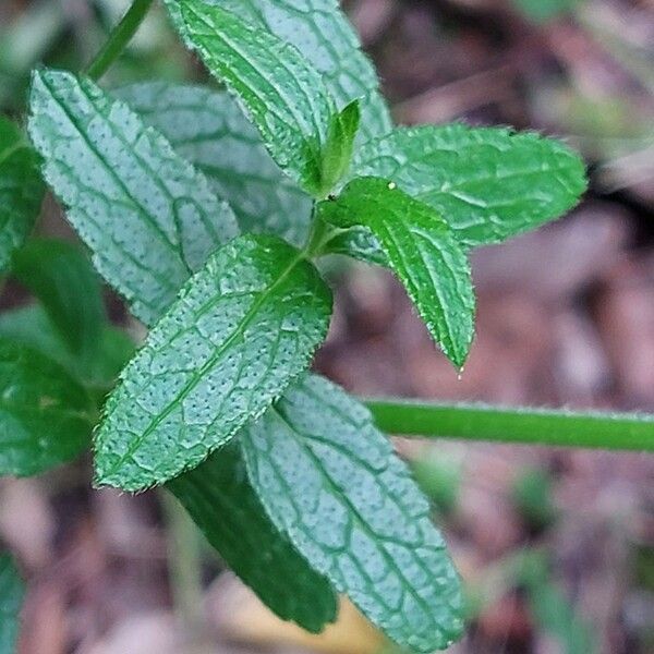 Stachys recta Feuille