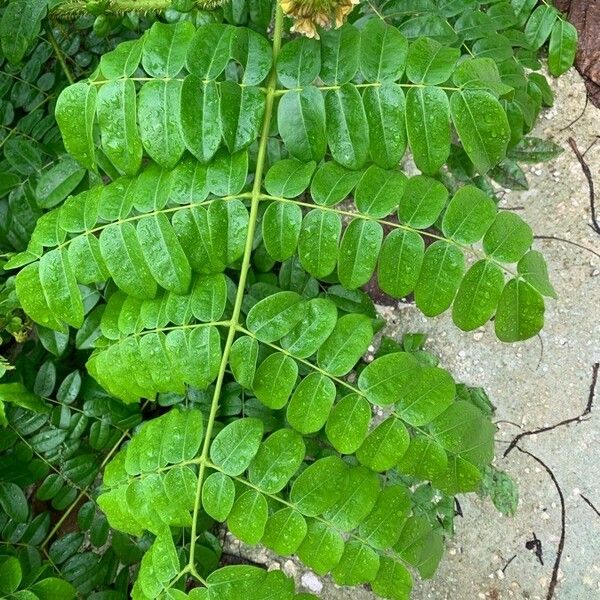 Guilandina bonduc Feuille