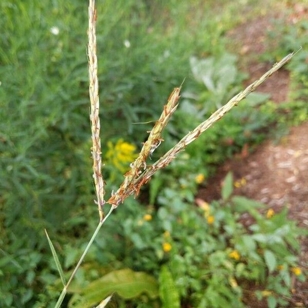 Andropogon gerardi Fruit