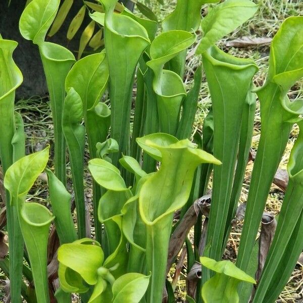 Sarracenia flava 花