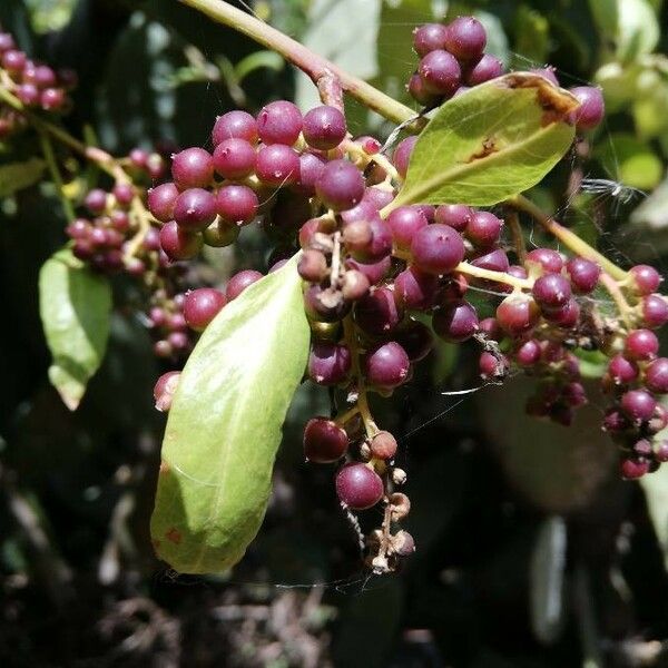 Bosea yervamora Fruit