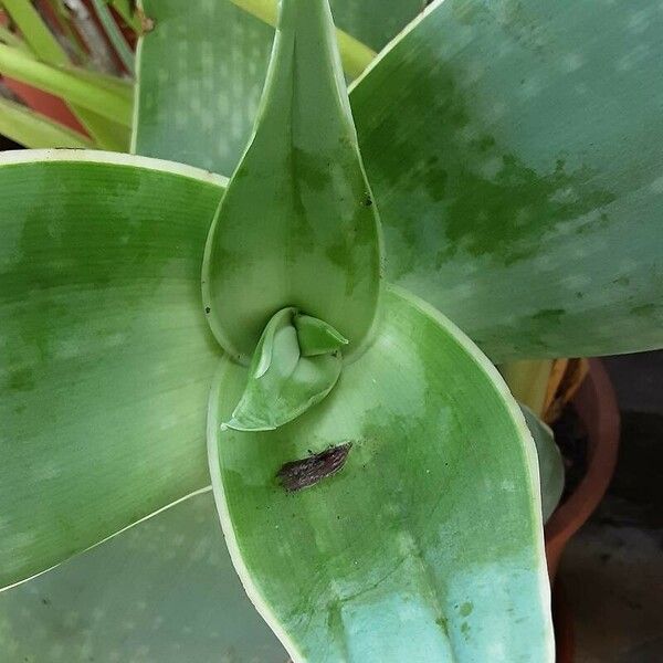 Aloe striata Leaf