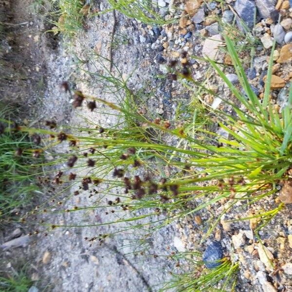 Juncus alpinoarticulatus Плод