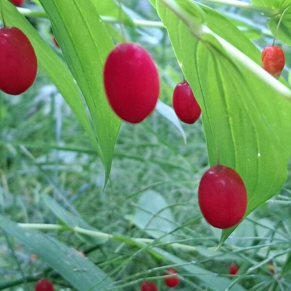 Streptopus amplexifolius Fruit