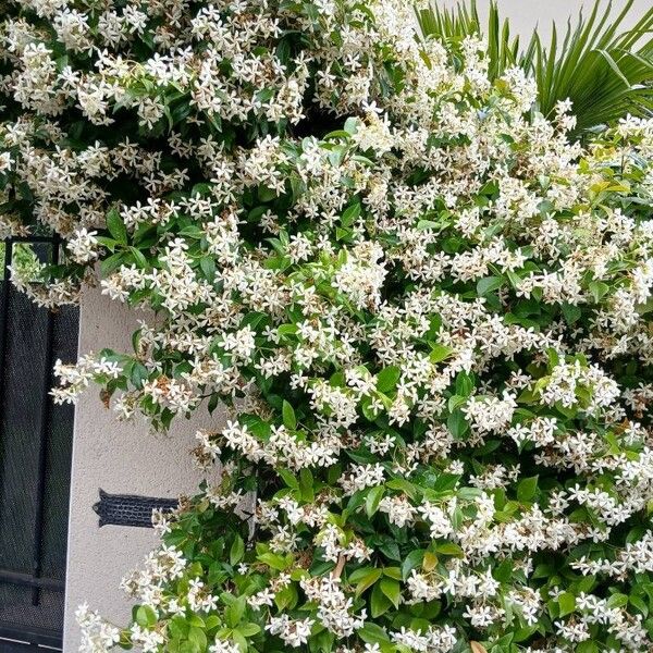 Trachelospermum jasminoides Habitus