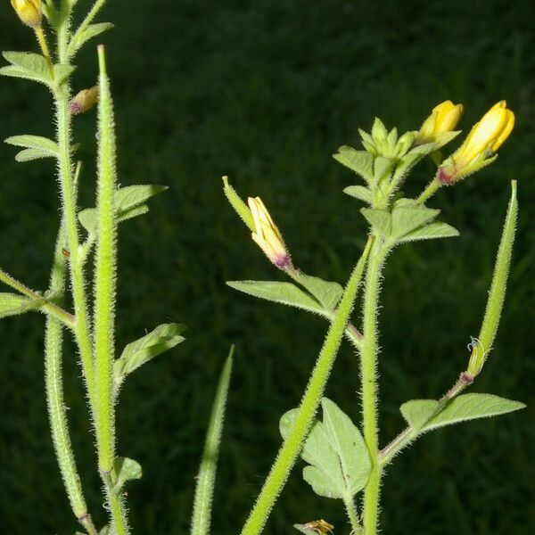 Cleome viscosa Плод