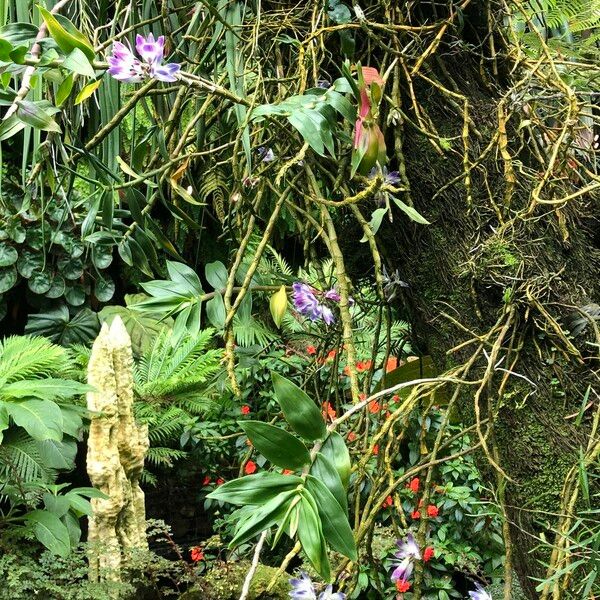 Dendrobium victoriae-reginae Elinympäristö