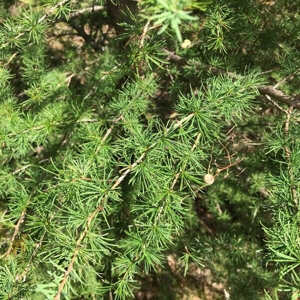 Larix decidua 葉