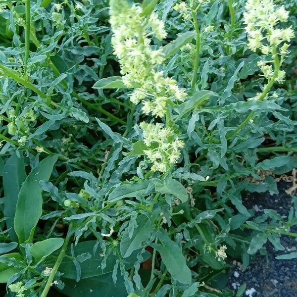 Reseda lutea ശീലം