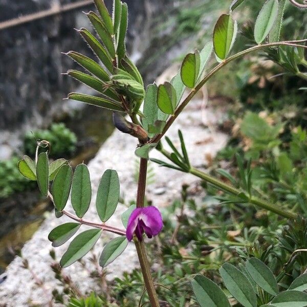 Vicia sativa Hostoa